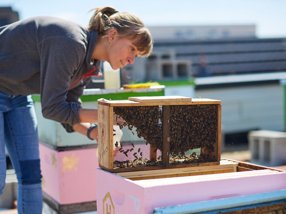 Celebrating the Magic of Honey Bees