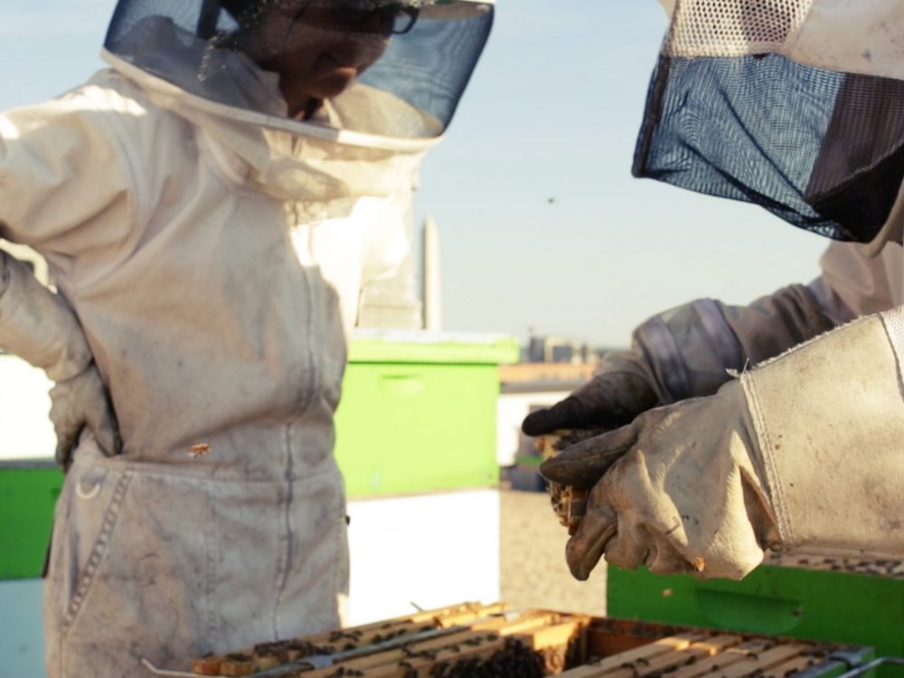 GW is Buzzing with Honey Bees