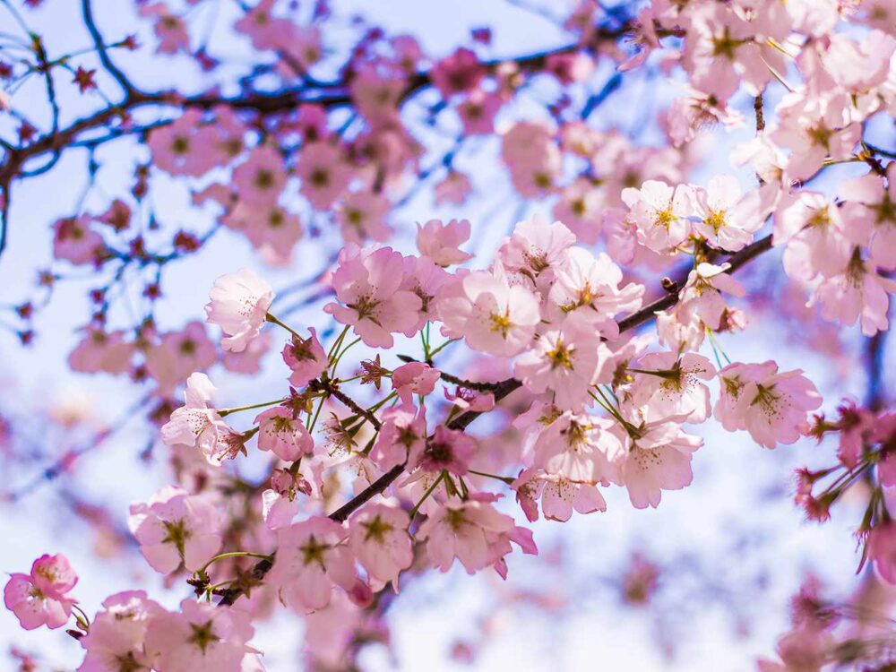 Celebrating Our Annual Cherry Blossoms